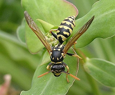 Polistes gallicus