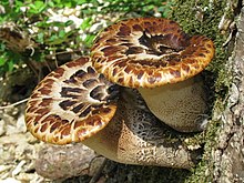 Два коричневатых гриба с толстыми стеблями и чешуей на верхней поверхности, растущие из ствола дерева.
