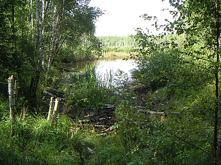 Fail:Pond with silver birches.jpg