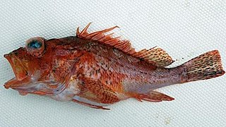 <i>Pontinus furcirhinus</i> Species of fish