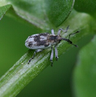 <i>Poophagus sisymbrii</i> Species of beetle