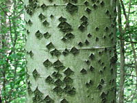Populus alba trunk.jpg