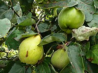 Portuguese pear quince973.jpg