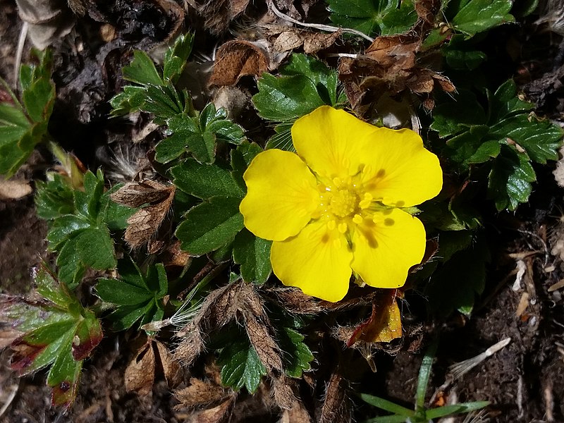 File:Potentilla brauneana (14912306244).jpg