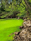 Миниатюра для Файл:Potomac green water.JPG