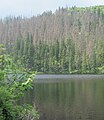 Čeština: Prášilské jezero, součást národního parku Šumava, okres Klatovy English: Lake "Prášilské jezero" - in national park Šumava in Klatovy District