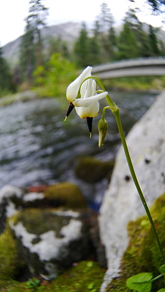 File:Primula latiloba (Dodecatheon dentatum) along Icicle Creek.jpg