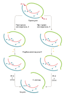 Схема обмеженого протеолізу проіснуліну з утворенням інсуліну та C-пептиду