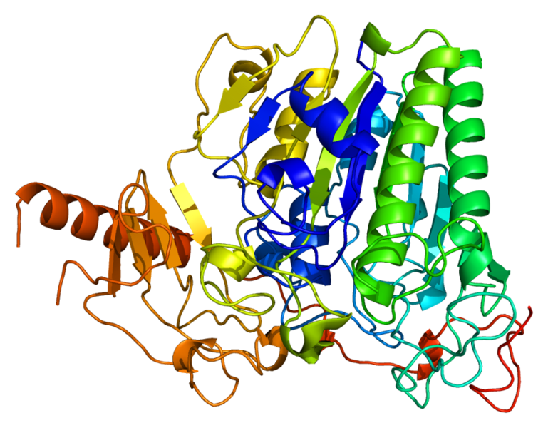 File:Protein ARSA PDB 1auk.png