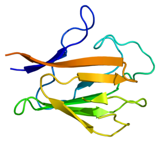 <span class="mw-page-title-main">PNKP</span> Protein-coding gene in the species Homo sapiens