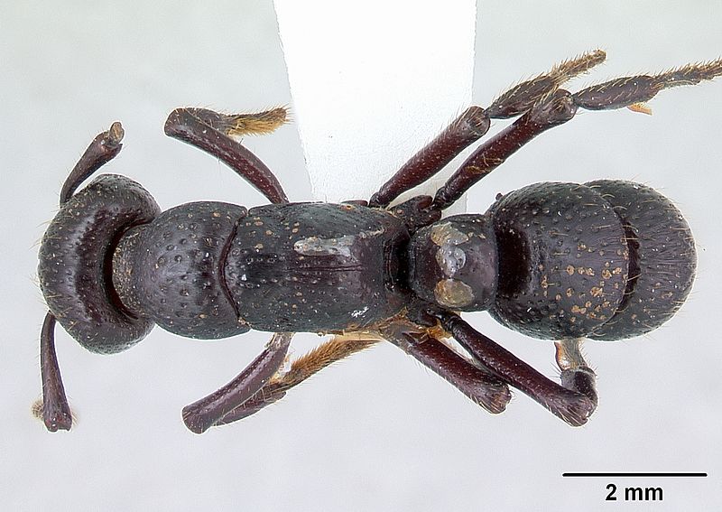 File:Psalidomyrmex procerus casent0178267 dorsal 1.jpg