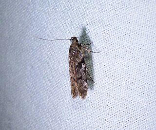 <i>Pseudotelphusa quercinigracella</i> Species of moth