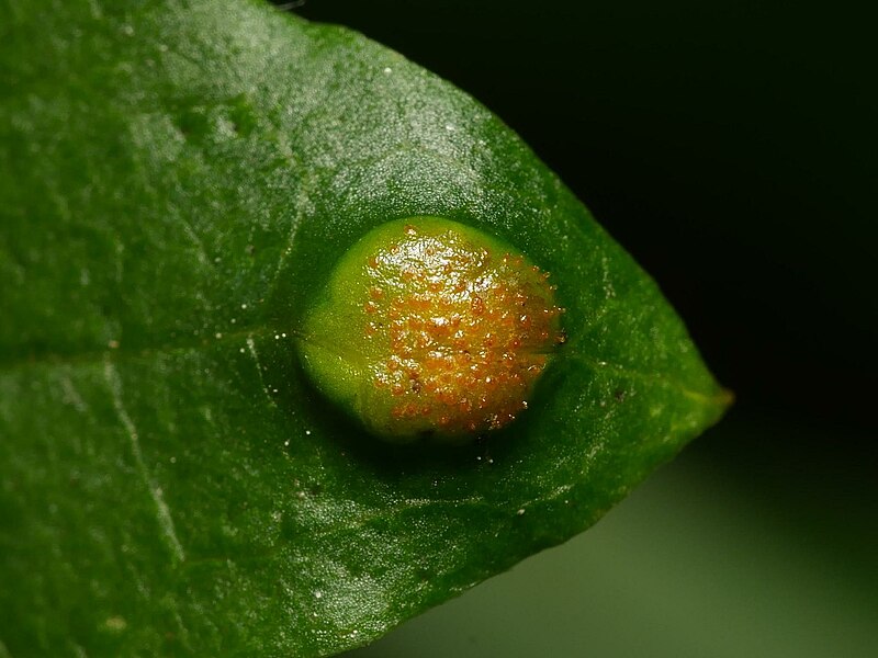 File:Puccinia recondita (115).jpeg