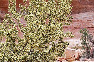 <i>Purshia stansburyana</i> Species of flowering plant