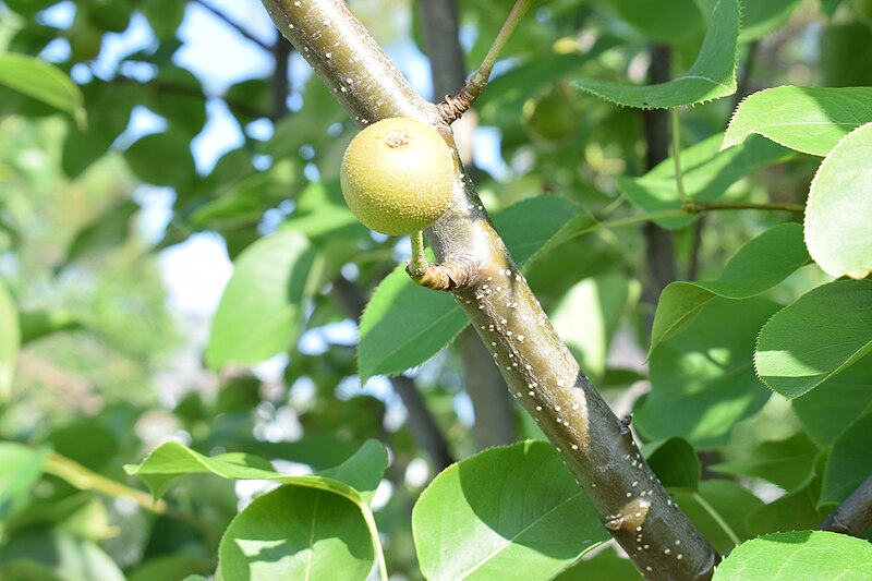 File:Pyrus pyrifolia (Raja) young fruit 13.jpg