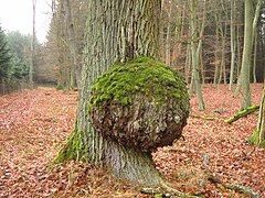 Burl on a sessile oak (Quercus petraea) Brohmer Bergen, Germany