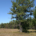 Szúróslevelű tölgyfa a Mack Lake területén (Mio, Michigan)