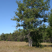 Quercus ellipsoidalis