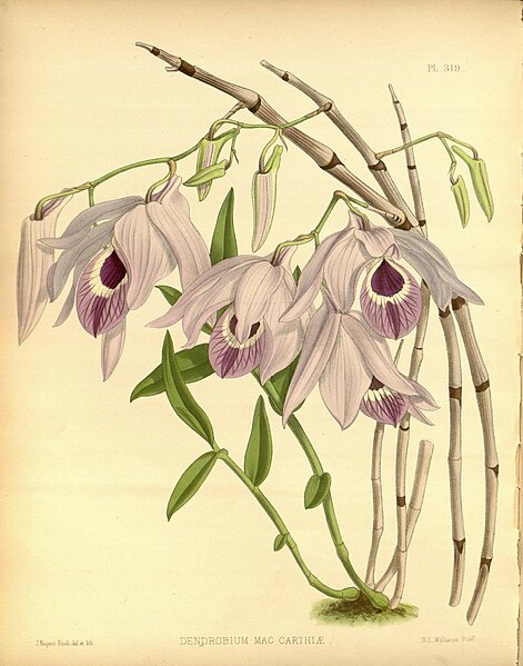 File:R. Warner & B.S. Williams - The Orchid Album - volume 07 - plate 319 (1888).jpg