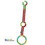 Thumbnail for Mir-19 microRNA precursor family