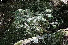 Rainforest keř myrta kováři creek.jpg