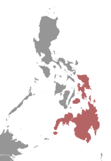 <span class="mw-page-title-main">Philippine tree squirrel</span> Species of rodent