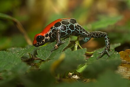 הצפרדע Ranitomeya reticulata ממשפחת הדנדרובטיים שבעורה חומרים רעילים קטלניים ביותר.