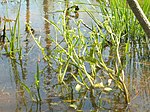 Ranunculus pusillus, showing emergent growth habit