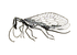 Neoptera: Infraklass av insekter i underklassen bevingade insekter (Pterygota)