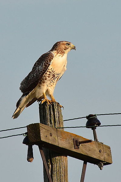 File:Red-Tailed Hawk (7849220500).jpg