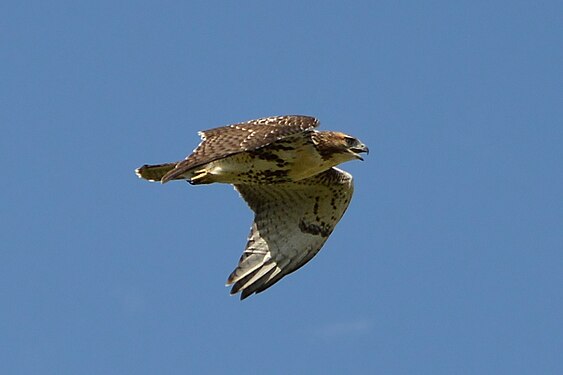 Red-tailed Hawk (Buteo jamaicensis)