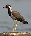 Red-wattled Lapwing Vanellus indicus by Dr. Raju Kasambe DSC 5603 (10).jpg