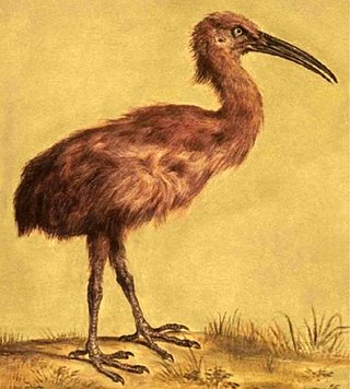 <span class="mw-page-title-main">Red rail</span> Extinct species of flightless rail which was endemic to Mauritius