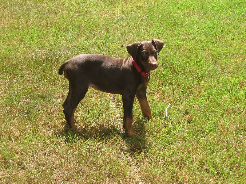 File:Red doberman tally.JPG