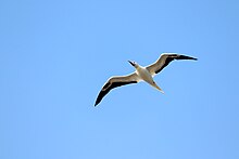 Sula piedirossi in volo su Half Moon Caye (Belize).