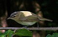 slika 7. Vireo olivaceus