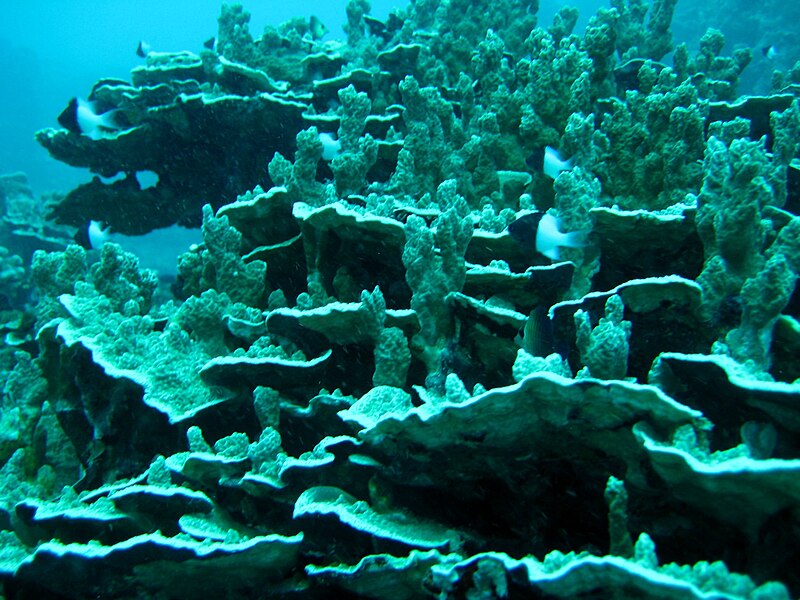 File:Reef2334 - Flickr - NOAA Photo Library.jpg