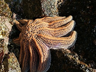 Stichasteridae Family of starfishes