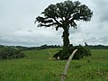 Registro, SP, Brasil. Grande Árvore. Veja proporções. - panoramio.jpg