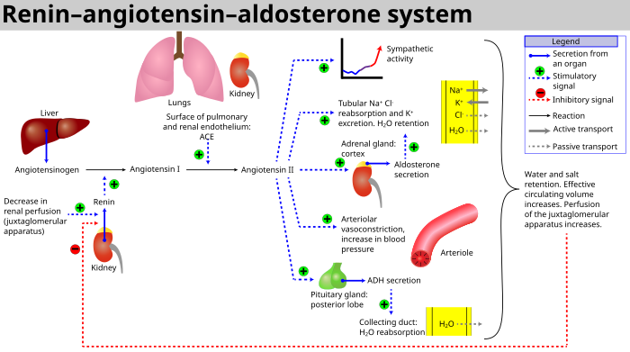 Renin Angiotensin System Flow Chart