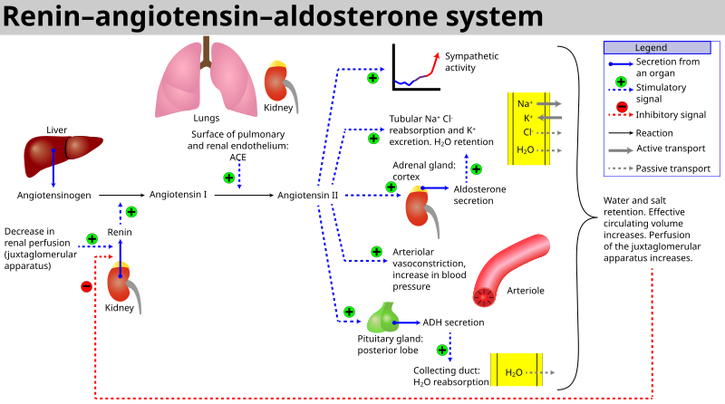 File:Renin-angiotensin-aldosterone system.svg