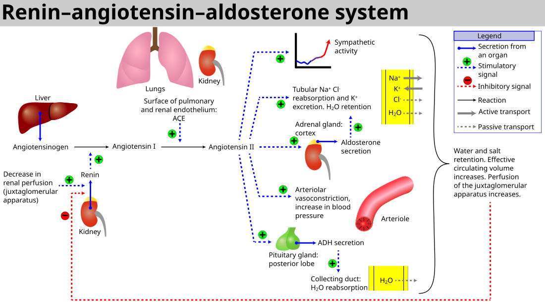 Angiotensin