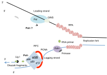 Figure 1: A basic schematic of Pold function at the DNA replication fork. The Pold complex (p125, p66, p50 and p12) associates with replication fork. Single-stranded DNA are coated with replication protein A (RPA) (light pink). Pola bound to a primase, initiates lagging strand synthesis (blue line), herein an RNA primer is first elongated by Pola and then by Pold. Leading strand (black line) shows Pole and GINS (go-ichi-ni-san) which has four subunits: Sld5, Psf1, Psf2 and Psf3. GINS interact with Pole to initiate DNA synthesis. Recent evidence also suggests a role for Pold in leading strand synthesis. PCNA stimulates both polymerases (proliferating cell nuclear antigen; red ring). The RFC (replication factor C) complex with RPA acts as a clamp loader for PCNA onto the DNA. The lagging strand is synthesized in short fragments called the Okazaki fragments, which are then ligated by ligases (ligase I). Replication errors that are not corrected by the polymerases (light grey box on the new leading strand) are further repaired by post-replication mismatch repair (MMR). Replication matrix.svg
