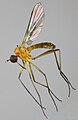 Rhamphomyia flava specimen North Wales