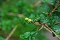 Reste de fleur (calice) de Rhaphithamnus venustus