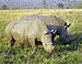 Rhinoceros in South Africa adjusted.jpg