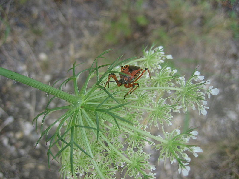 File:Rhinocoris iracundus on Daucus carota 2.jpg