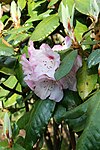 Rododendron rufum. 
 JPG