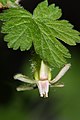 Ribes watsonianum