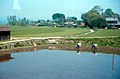 Rice planting on paddy field in Japan, view from Tōbu Nikkō Line (1967-05-06 by Roger W).jpg